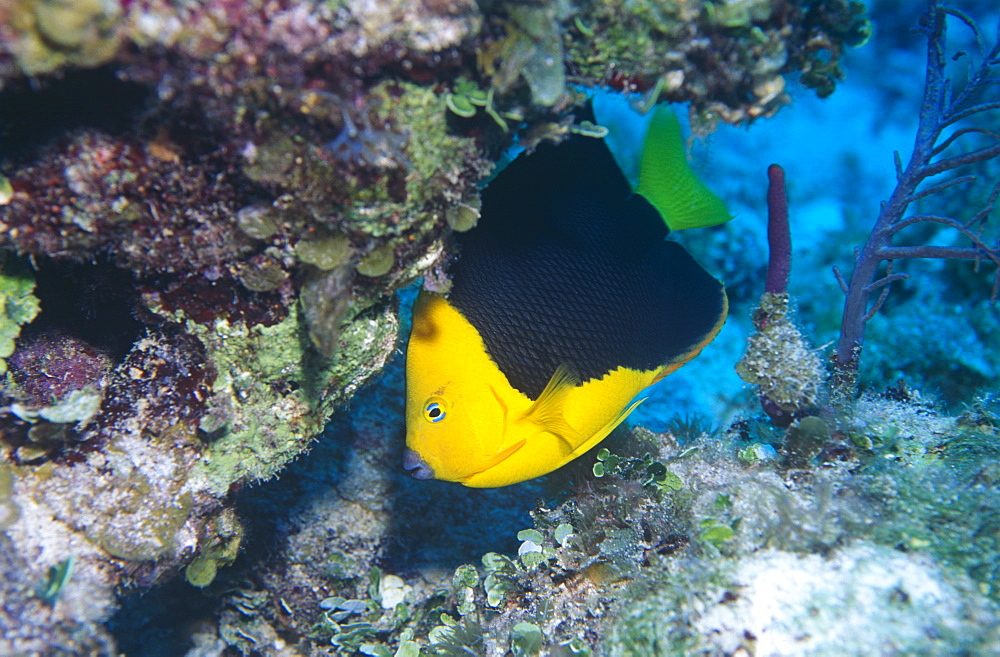 Rock beauty (Holacanthus tricolor). Andros Island, Bahamas.