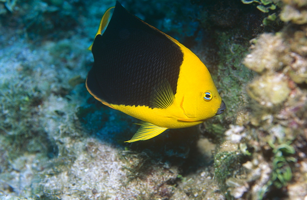 Rock beauty (Holacanthus tricola). Andros Island, Bahamas.