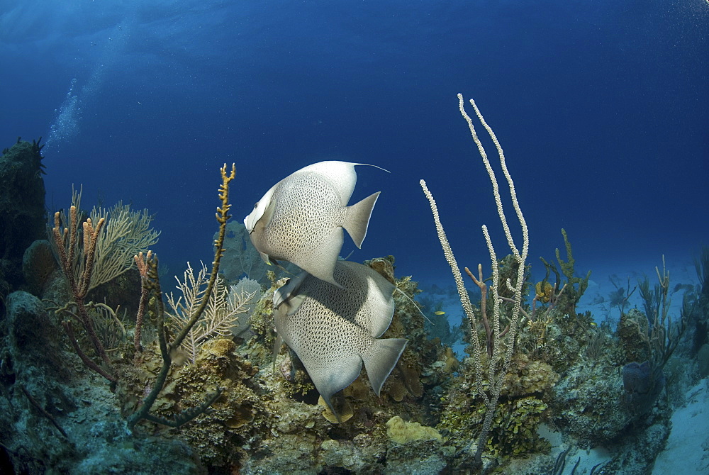 Grey Angelfish (Pomacanthus arcuatus), two fish swimming over coral reef, Cayman Brac, Cayman Islands, Caribbean