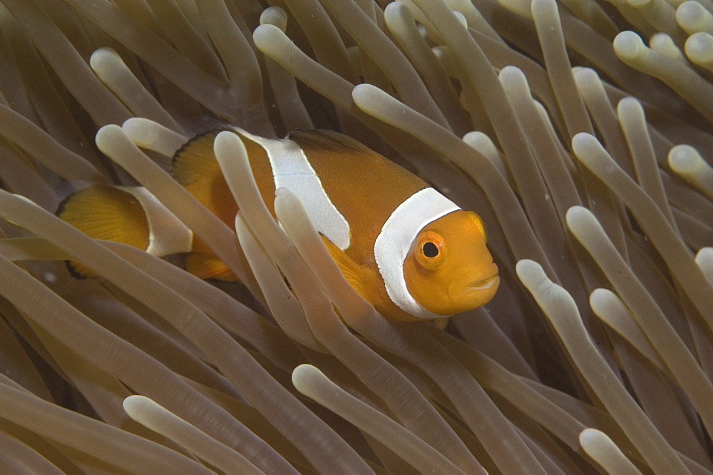 Clown Anemonefish (Amphiprion percula), Nemo type clownfish amidst anemone's tentacles, Sipidan, Mabul, Malaysia.