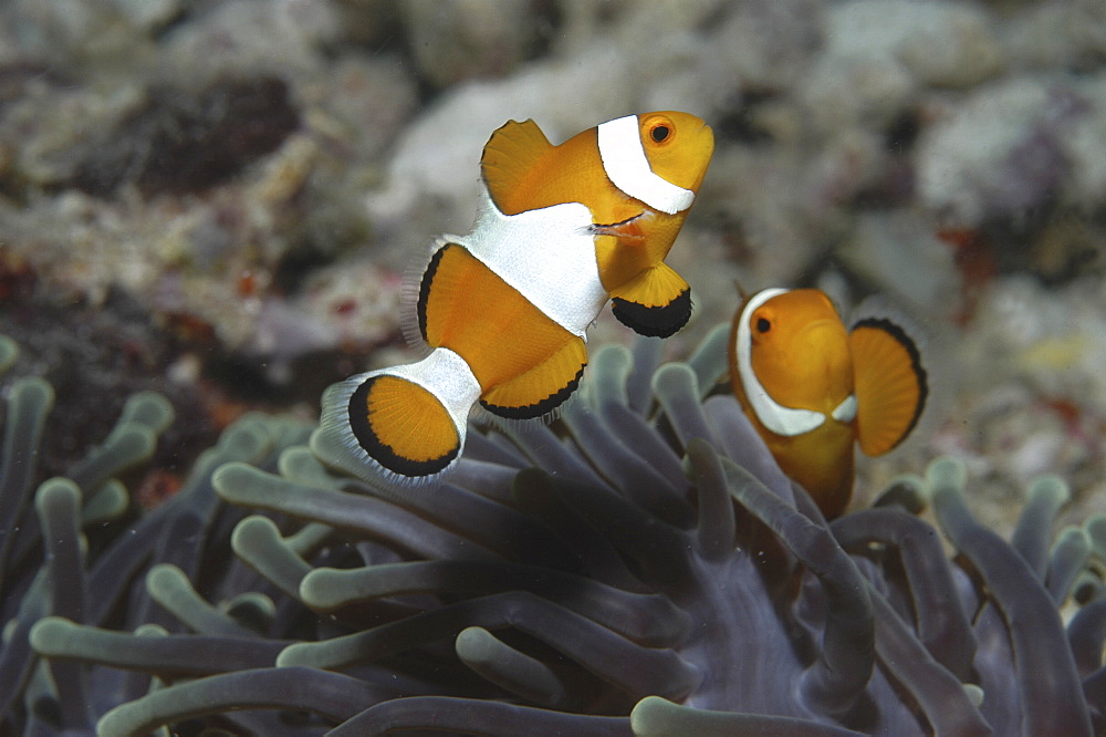 Clown Anemonefish (Amphiprion percula), Nemo type clownfish amidst anemone's tentacles, Sipidan, Mabul, Malaysia, South China Sea