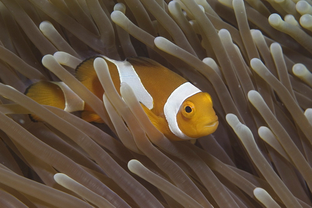 Clown Anemonefish (Amphiprion percula), Nemo type clownfish amidst anemone's tentacles, Sipidan, Mabul, Malaysia, South China Sea