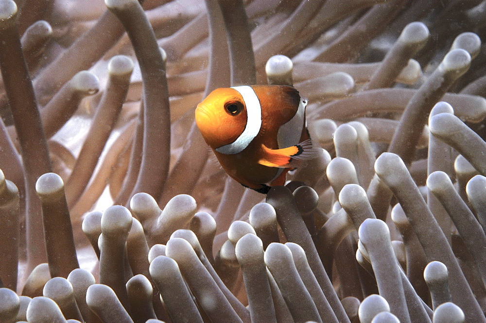 Clown Anemonefish (Amphiprion percula), Nemo type clownfish amidst anemone's tentacles, Sipidan, Mabul, Malaysia, South China Sea