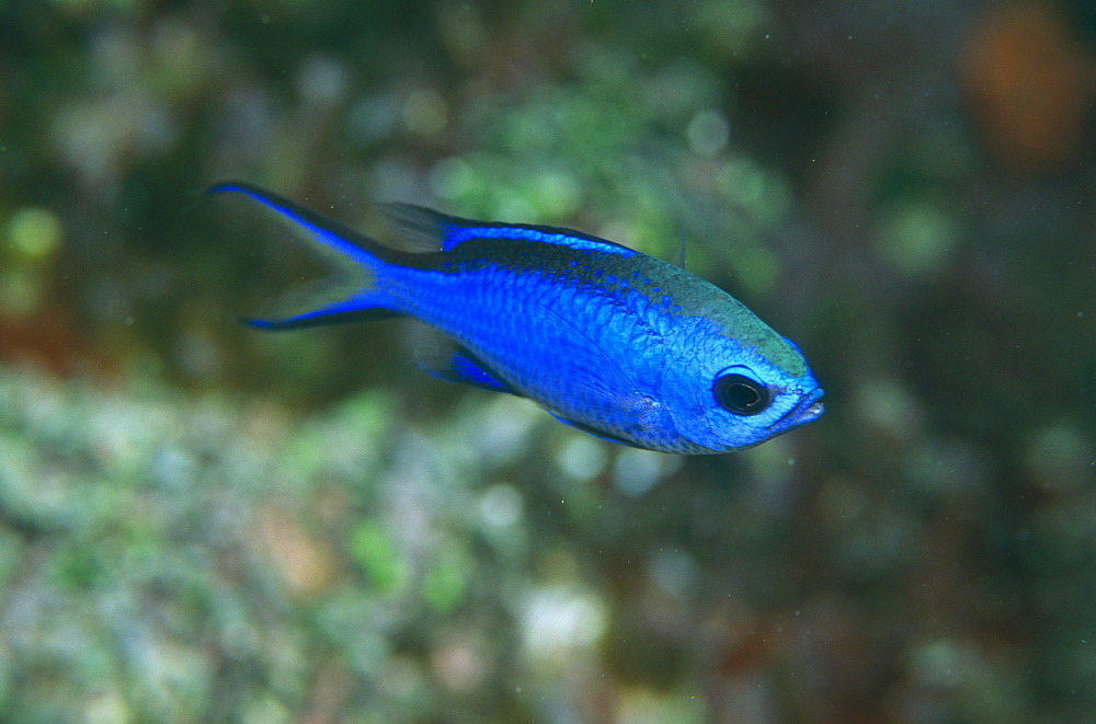Blue Chromis (Chromis cyanea), blue fish with indistinct background,  Bahamas, Caribbean
