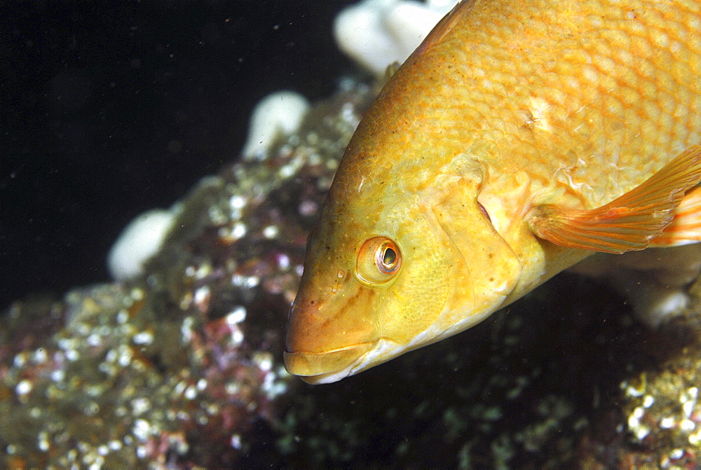  Ballan Wrasse (Labrus bergylta), Nice portrait and side profile of fish with golden/tan coloration and indistinct background, St Abbs, Scotland, UK North Sea