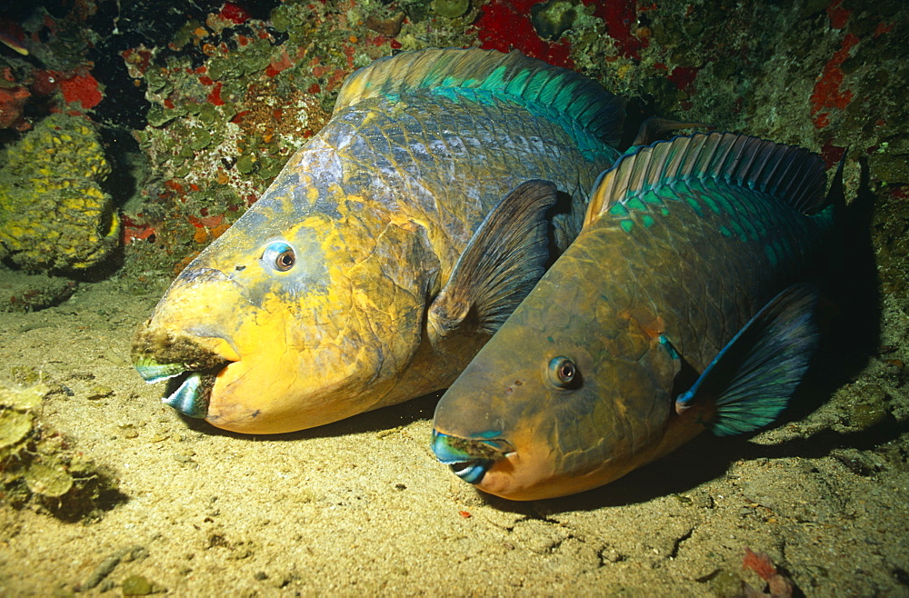 Rainbow parrotfish. Theo's wreck, Bahamas.