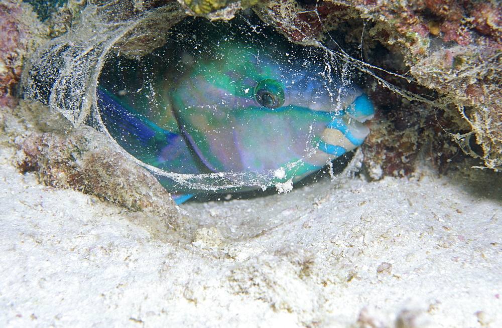 Rusty Parrotfish (Scarus ferrugineus), Parrotfish asleep at night covered with mucus cacoon, Red Sea.