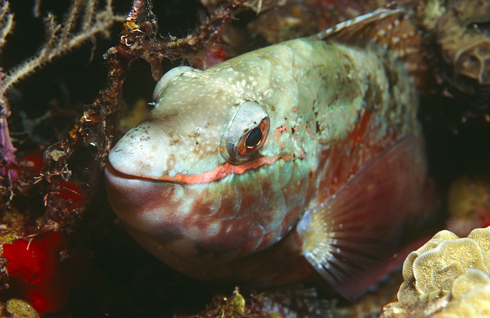 Redband parrotfish (Sparisoma aurofrenatum), looking to camera amidst corals and algae, Cayman Islands, Caribbean