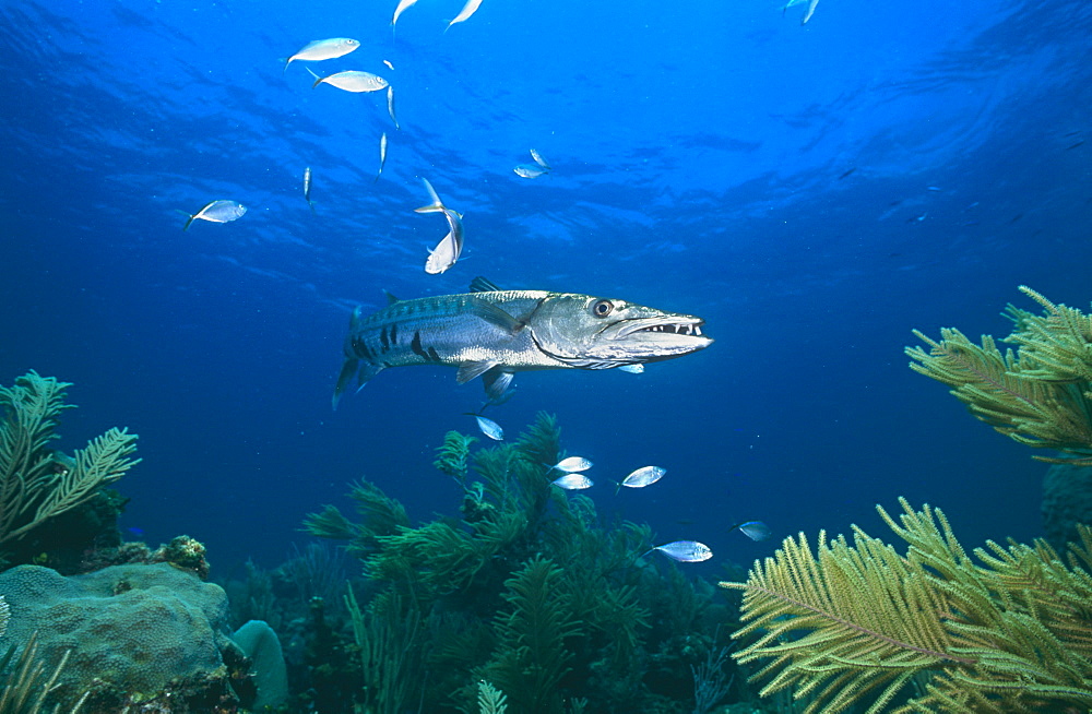 Great Barracuda (Sphyraena barracuda) turning in mid frame showing clear teeth detail and other fish in background.