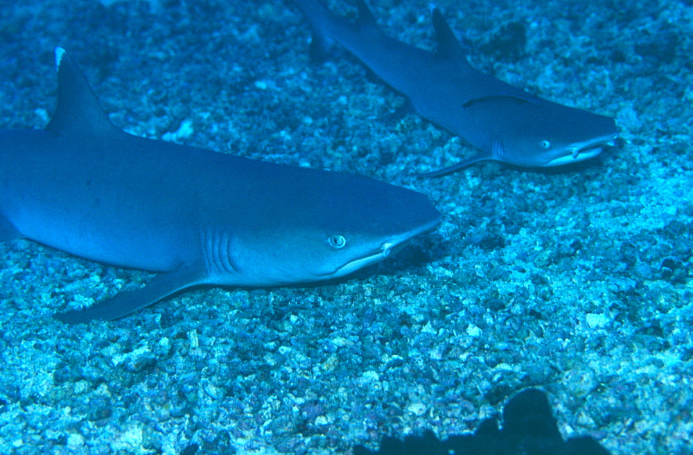 White Tip Reef shark (Triaenodon obesus), Sipadan Islands, Borneo, Malaysia.