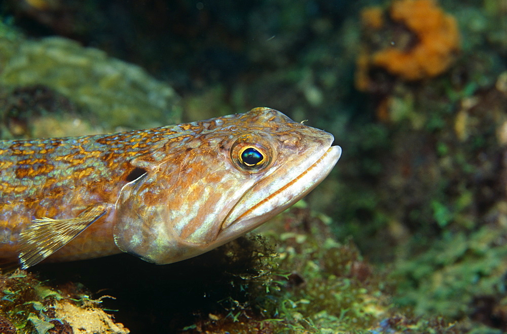 Lizardfish (Synodus sp). St Lucia.