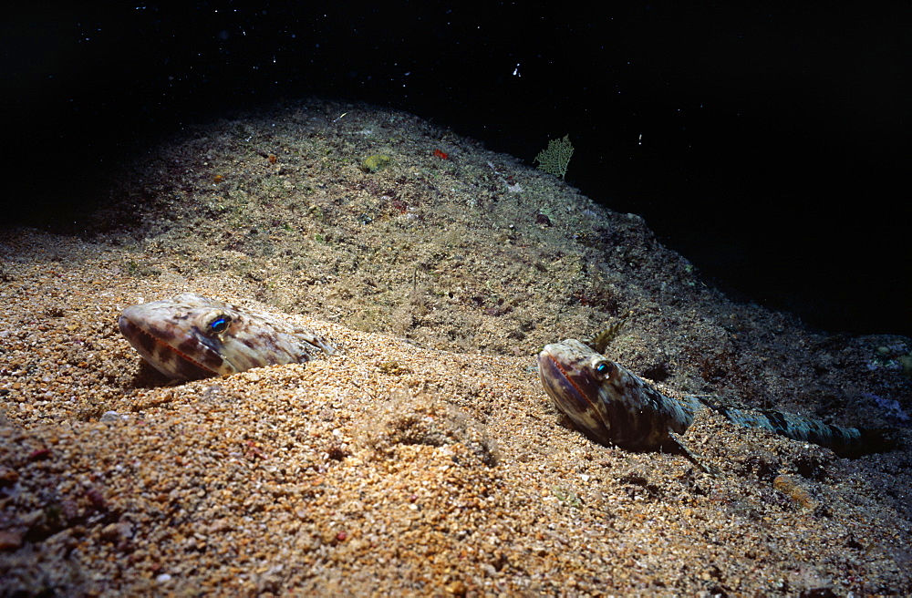 Sand diver (Synodus intermedius), two fish half hidden in sand, British Virgin Islands, Caribbean