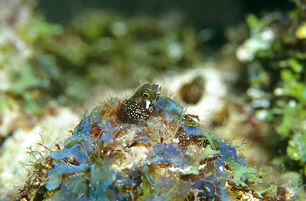 Roughhead Blenny. Cayman Islands.