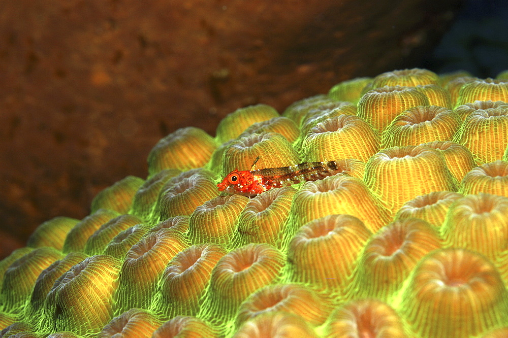 Triplefin blenny (Enneanectes boehlkei). vivid red on irridescent yellow and green hard coral, Cayman Islands, Caribbean