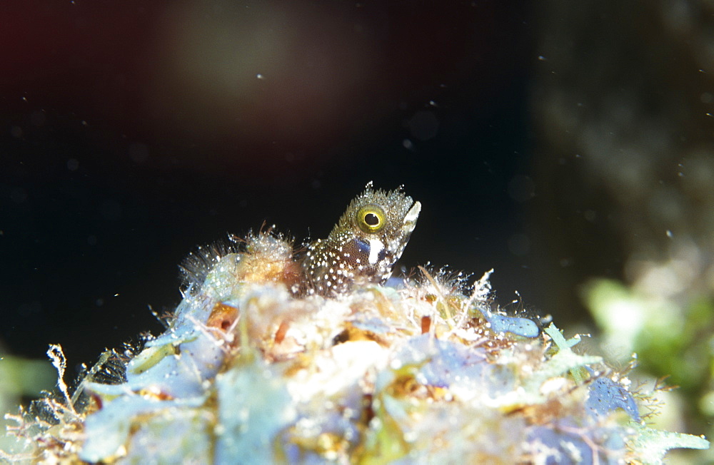 NEW SPECIES, cross between Roughhead blenny (Acanthemblemaria aspera) and Secretary blenny  (Acanthemblemaria maria), Cayman Islands, Caribbean