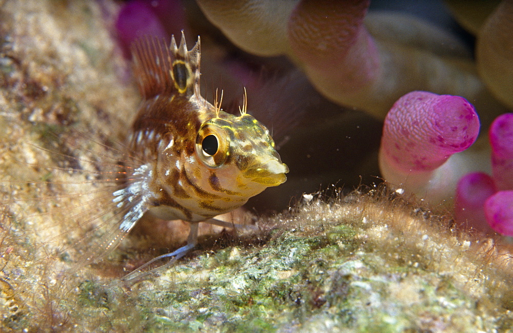 Diamond Blenny (Malacoctenus boehikei). Head and shoulder shot swimming towards camera, Cayman Islands, Caribbean