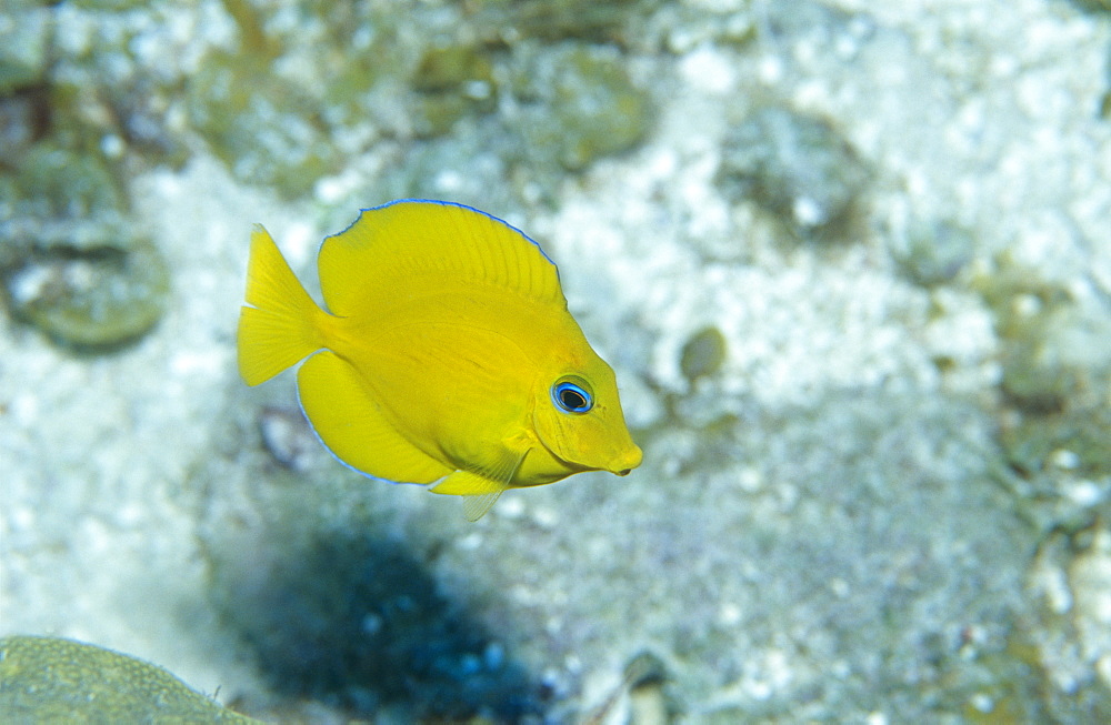  Juvenile Blue Tang (Paracanthurus sp). Caribbean.