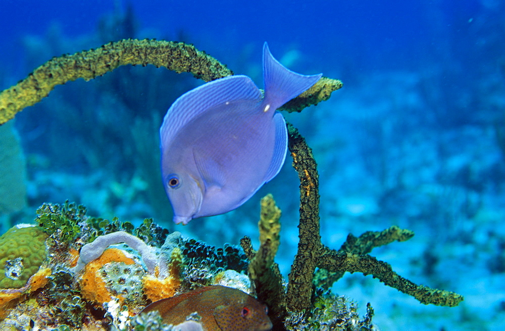 Blue Tang (Paracanthurus sp) feeding on coral reef, Cayman Islands, Caribbean.