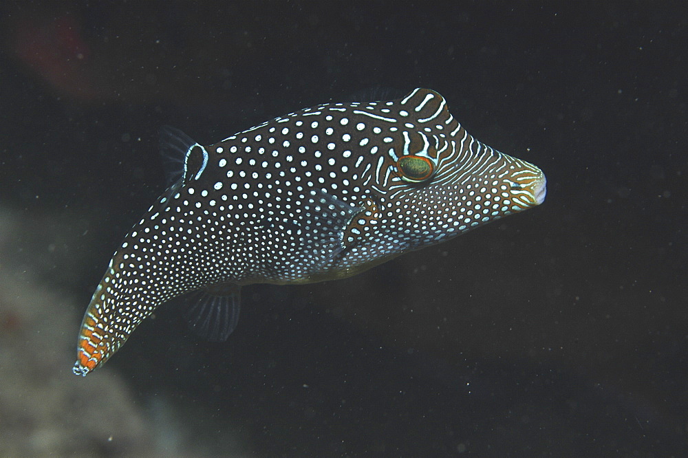 Small Spotted Pufferfish (Canthigaster natalensis) lovely markings of pale blue spots and stripes on dark backgropund, Tahiti, French Polynesia