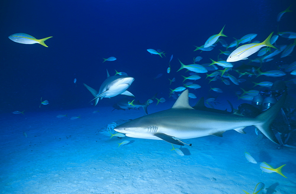 Caribbean reef shark. Bahamas.