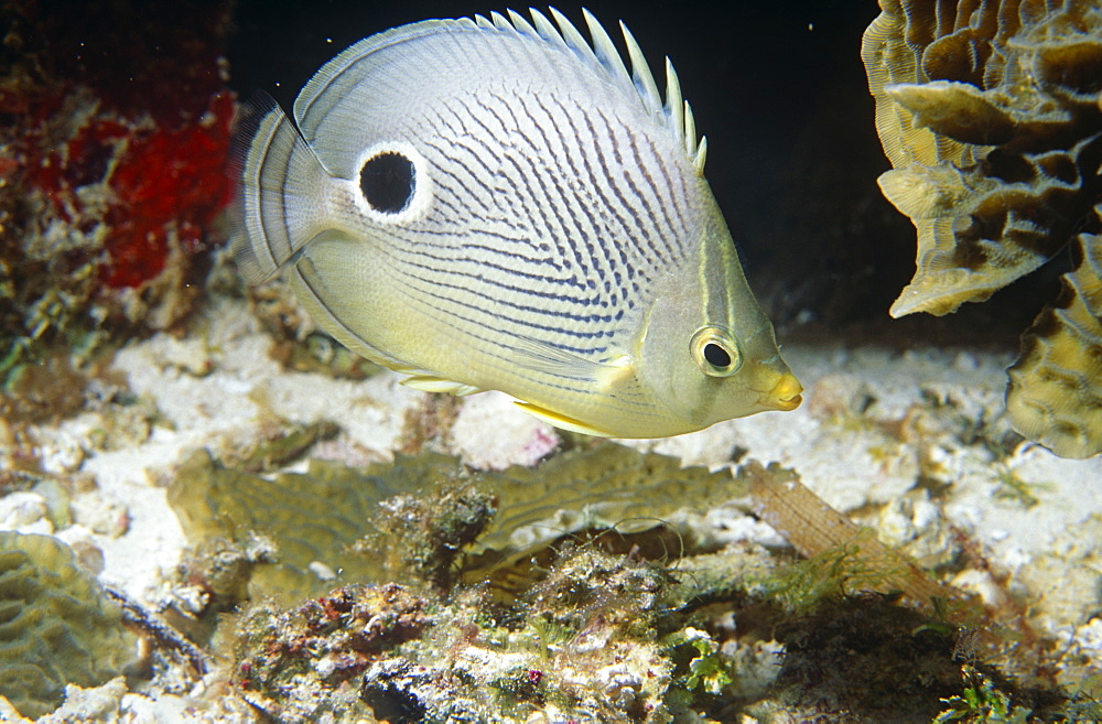 Foureye Butterflyfish (Chaetodon capistratus). Full side view shot with clear markings, Bermuda, Western Atlantic