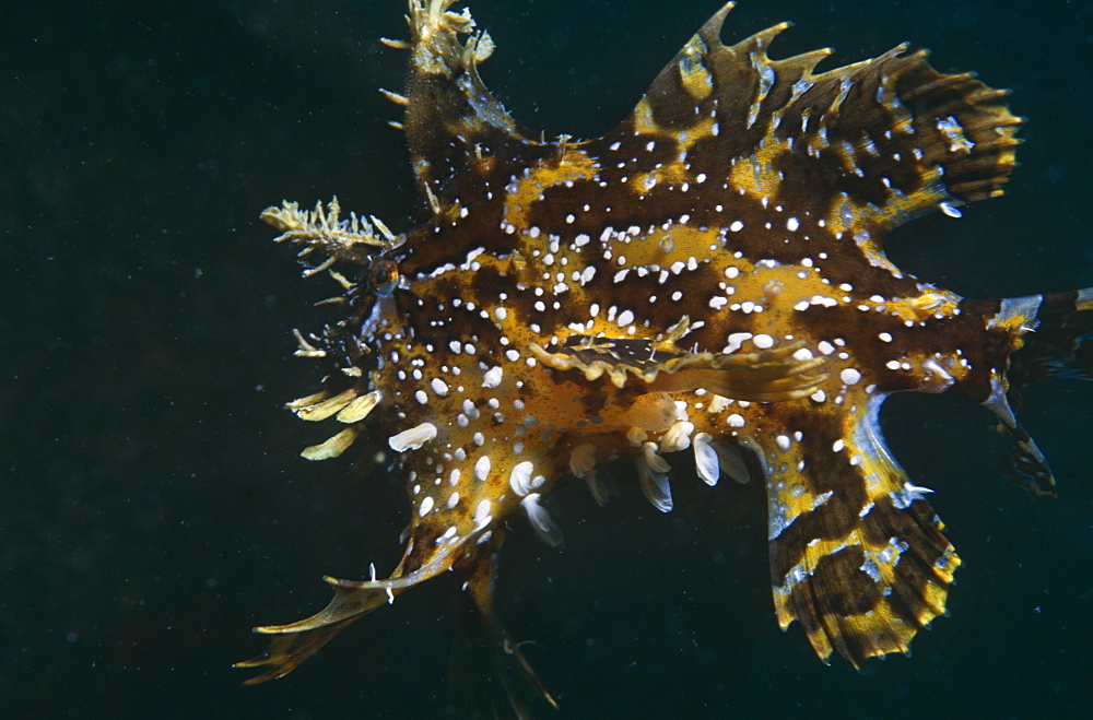 Sargassum frogfish (Histrio histrio). Bermuda.