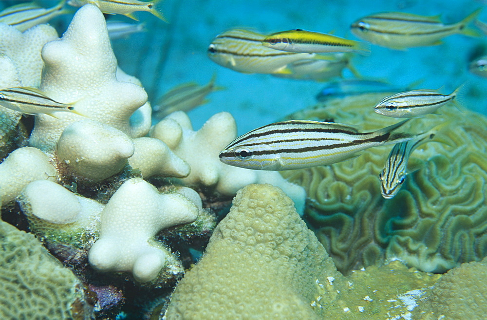 Juvenile Caesar grunts (Haemulon carbonarium ), small group swimming together amidst corals, Cozumel, Mexico, Caribbean