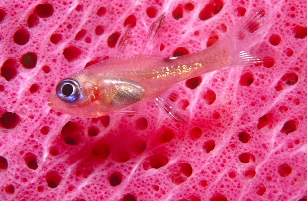 Glassy sweeper on pink vase sponge. Cayman Islands