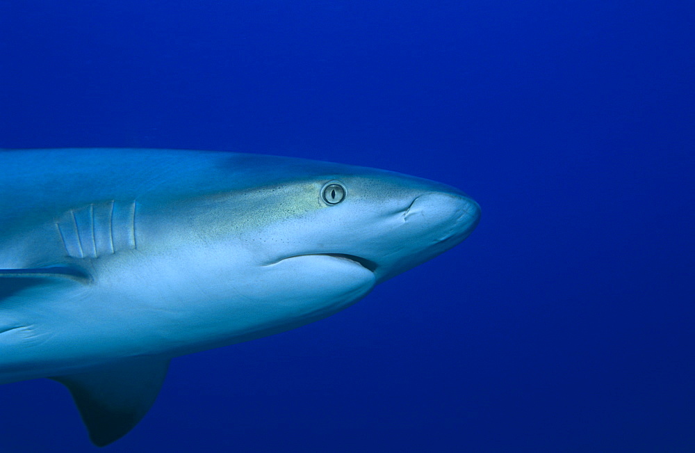 Caribbean reef shark (Carcharhinus perezii), detail of head as shark swims from left to right in half frame,  Bahamas, Caribbean.