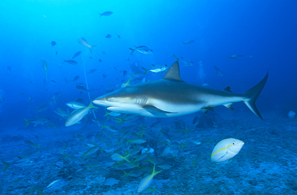 Caribbean reef shark (Carcharhinus perezii), large shark with many fish in background, Bahamas, Caribbean.