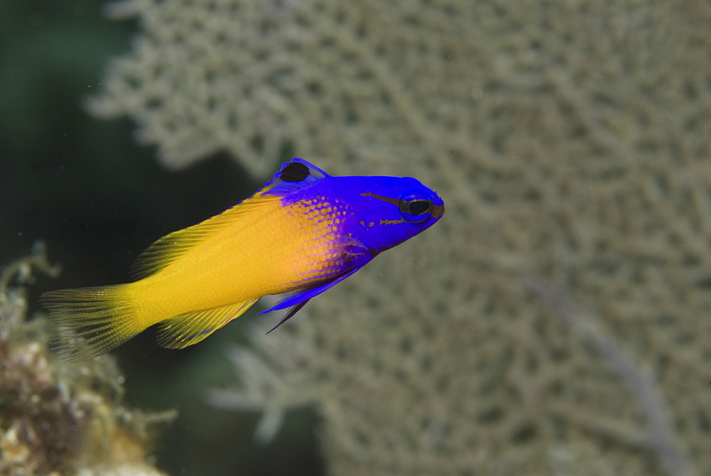 Royal Gramma or Fairy Basslet (Gramma loreto) beautifil yellow fish with brilliant purple head, Cayman Brac, Cayman Islands, Caribbean