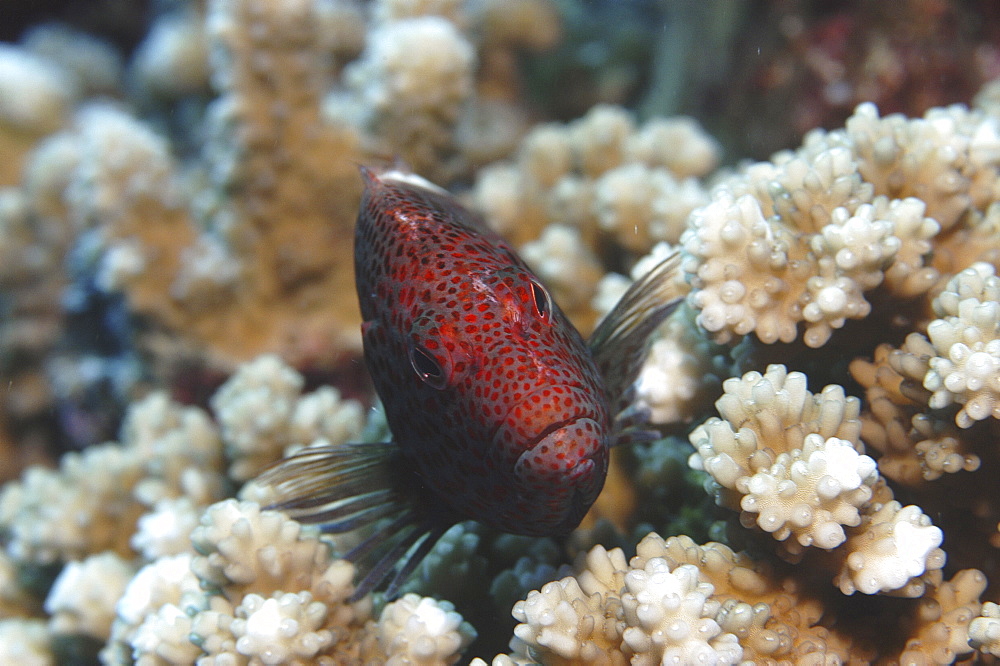 Black-seded hawkfish (Paracirrhites forsteri), profile of head with red spots, Rangiroa, French Polynesia