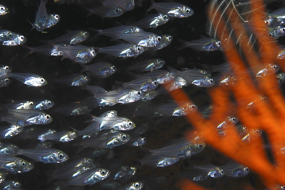 Glass fish in cave (Parapriacanthus guentheri), large school of fish swimming behind red coral sea fan with dark background,Mabul, Borneo, Malaysia, South China Sea