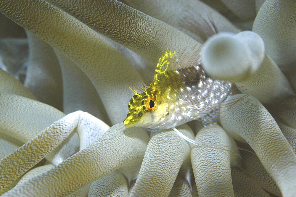 Diamond Blenny (Malacoctenus boehlkei) resting on corals nearby anemone, Cayman Islands, Caribbean