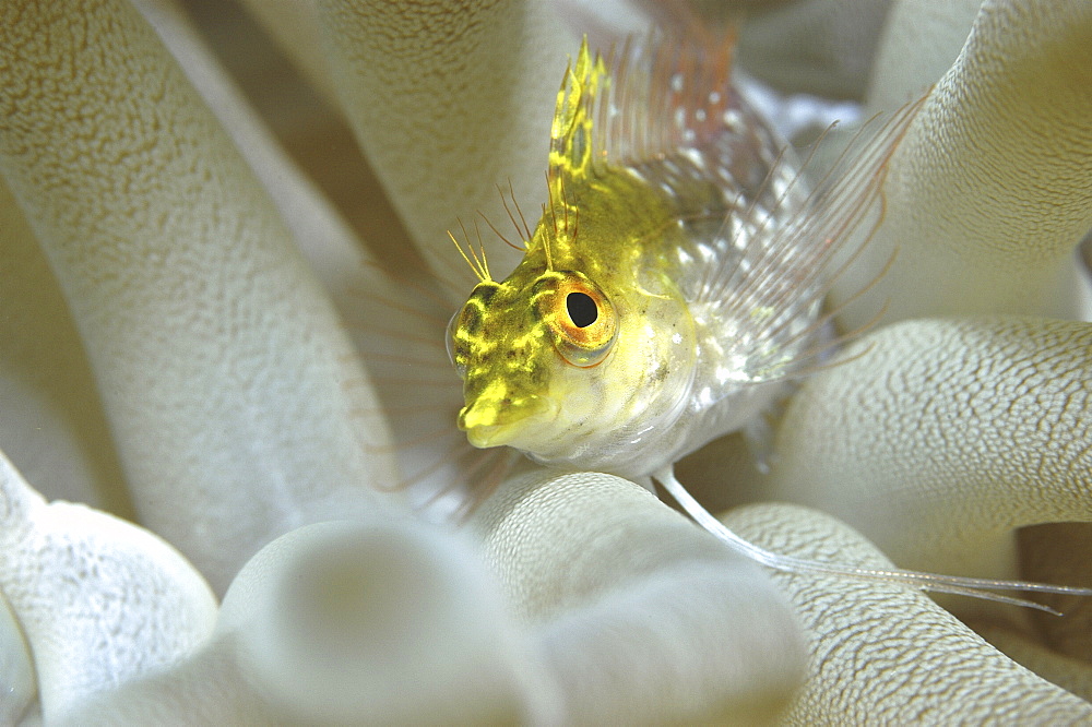 Diamond Blenny (Malacoctenus boehlkei) resting on corals nearby anemone, Cayman Islands, Caribbean