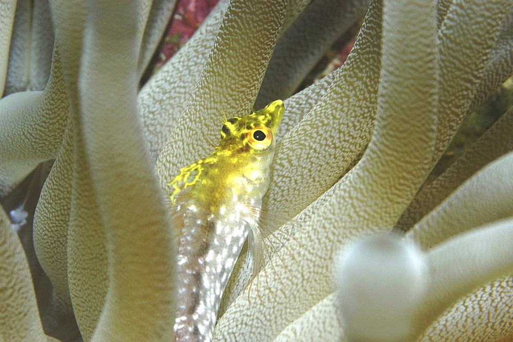 Diamond Blenny (Malacoctenus boehlkei) resting on corals nearby anemone, Cayman Islands, Caribbean