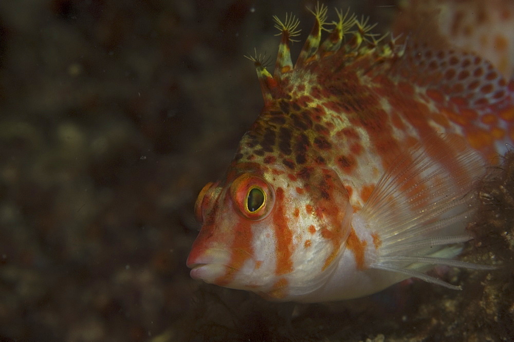 Tufted Hawkfish (Cirrhitops fasciatus), view in profile showing head and distinctive tufts to top of fins, Mabul, Borneo, Malaysia