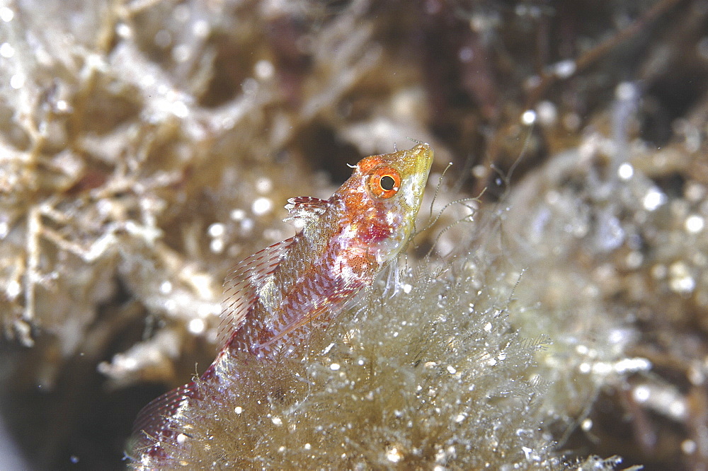 Small Triplefin (Tripterygion melanurus minor), very distinctive shape and colour of fish in profile resting on algae, Gozo, Maltese Islands, Mediterranean