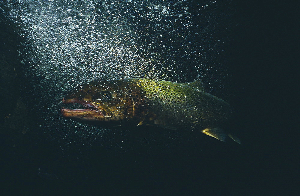 Salmon (Salmo salar),  under waterfall, Scotland, UK