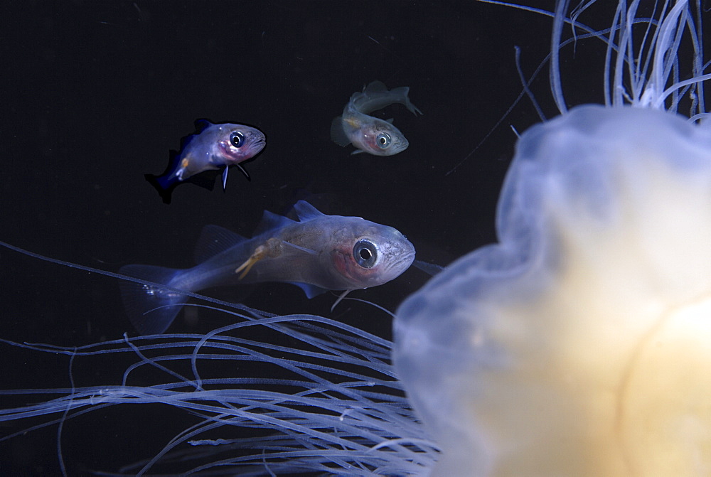 Juvenile Whiting (Merlangius merlangius), showing parasite attached to body and swimming with Lions mane Jellyfish, St Abbs, Scotland, UK