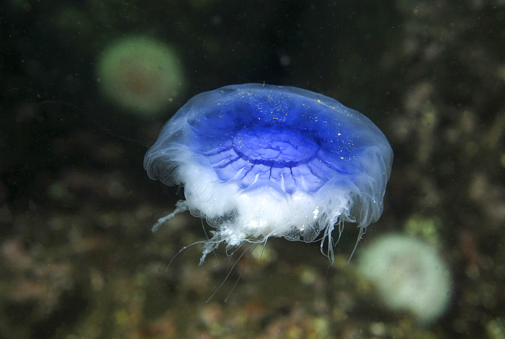  Lions mane jellyfish (Cyanea capillata), detail showing blue coloration, St Abbs, Scotland, UK North Sea