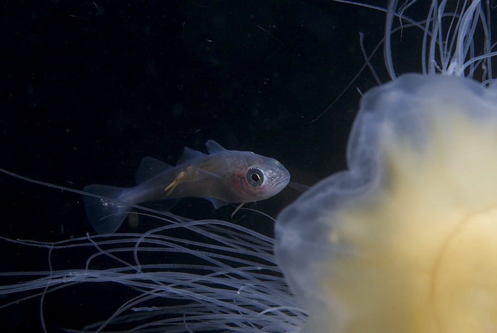 Juvenile Whiting (Merlangius merlangius), showing parasite attached to body and swimming with Lions mane Jellyfish, St Abbs, Scotland, UK