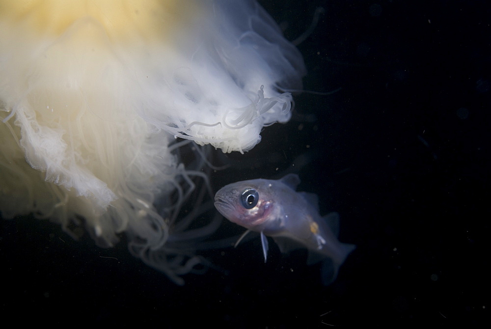 Juvenile Whiting (Merlangius merlangius), showing parasite attached to body and swimming with Lions mane Jellyfish, St Abbs, Scotland, UK