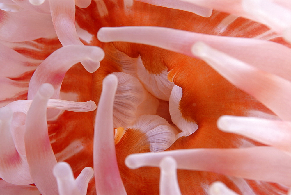 Deepwater Dahlia Anemone, (Urticina eques),  lovely purple and pink coloration to tentacle detail, St Abbs, Scotland, UK North Sea