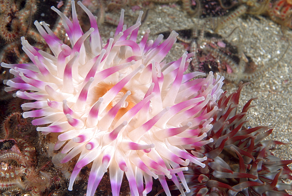 Deepwater Dahlia Anemone, (Urticina eques),  lovely purple and pink coloration to tentacle detail, St Abbs, Scotland, UK North Sea