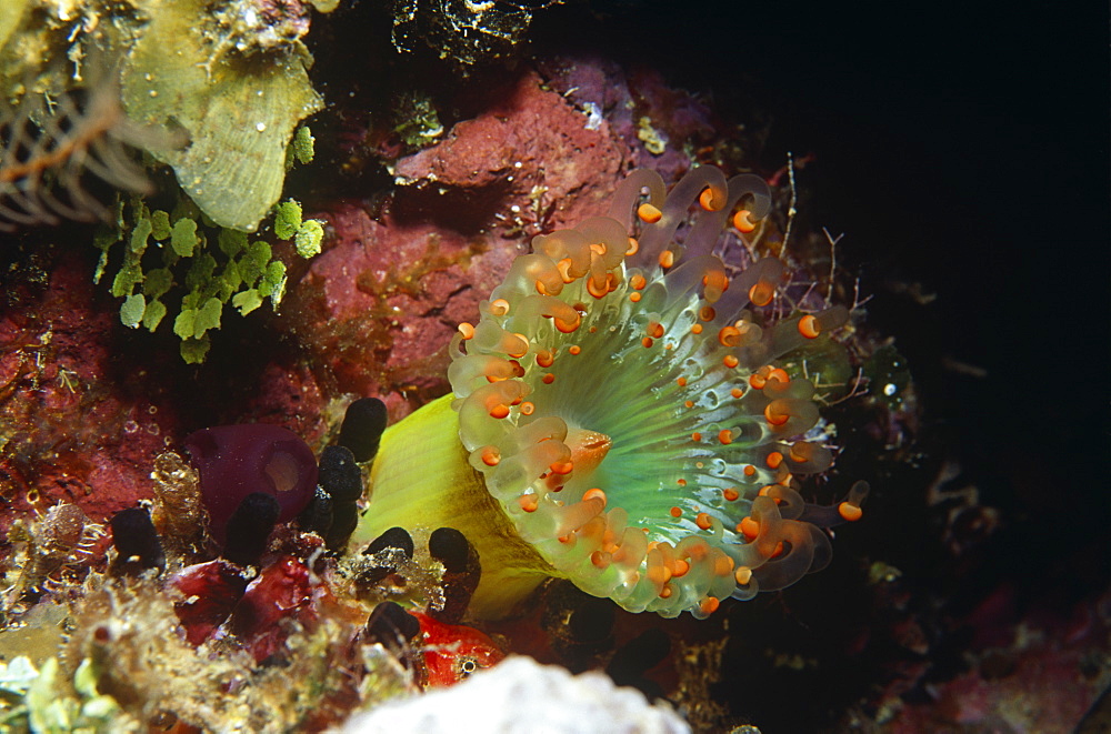 Orange Ball Corallimorph (Pseudocorynactis caribbeorum), lime green with orange bubble tips, Bonaire, Netherlands Antilles, Caribbean