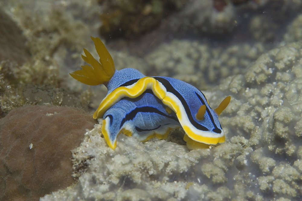 Colourful Nudibranch (Chromodoris annae), superb;y coloured with yellow, orange, white, blue & black on indistinct background,  Sipidan, Mabul, Malaysia.