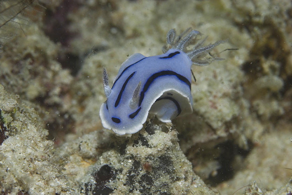 Colourful Nudibranch (Chromodoris wallani),  very nice colourful nudibranch on indistinct background, Sipidan, Mabul, Malaysia.