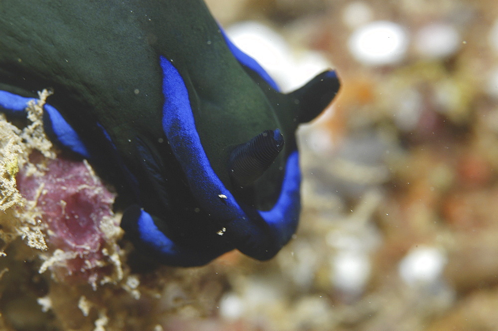 (Nembrotha spp.), detail of nudibranch with dark blue/green skin and brilliant blue markings, Mabul, Borneo, Malaysia, South China Sea