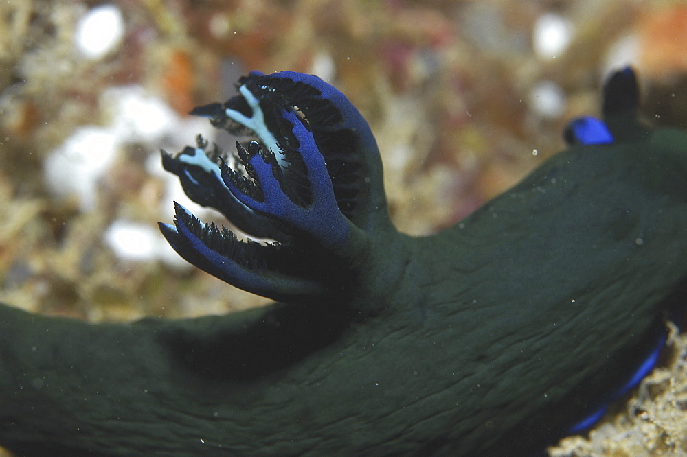 (Nembrotha spp.), detail of nudibranch with dark blue/green skin and brilliant blue markings, Mabul, Borneo, Malaysia, South China Sea